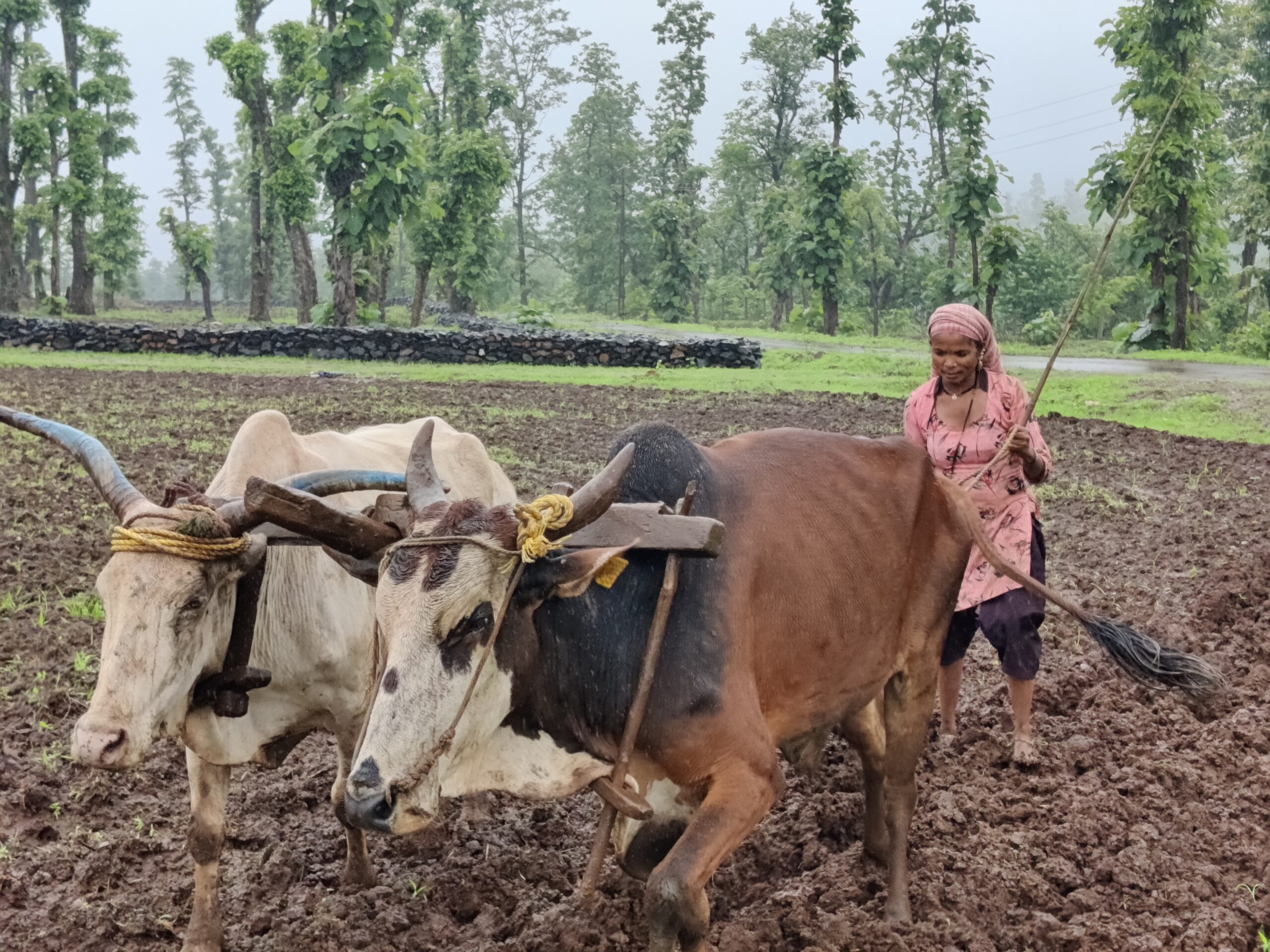 Ramilaben Dilipbhai Gangorde 2